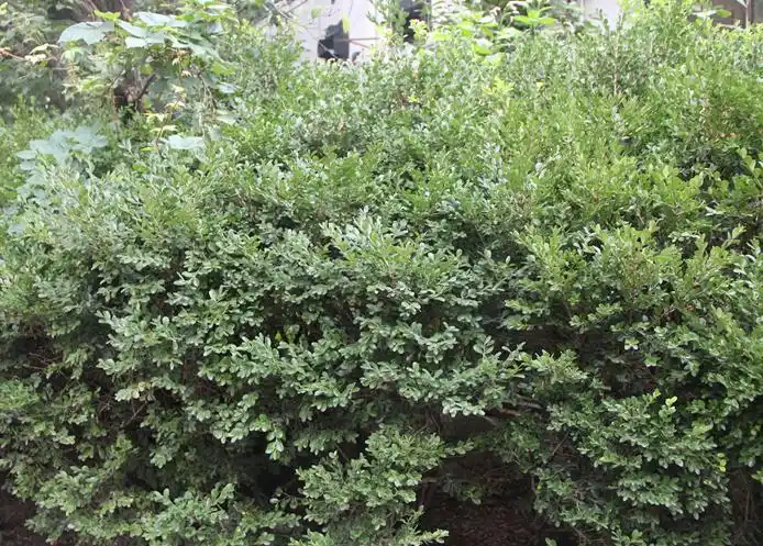 马路旁最常见的哪种灌木是什么啊?有图