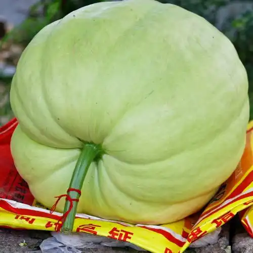 这么大的瓜一般人买回去自然是不忍心吃的,摆放在家里当个装饰品的居