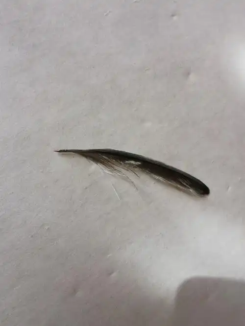 掉飞羽是不是长虫子了