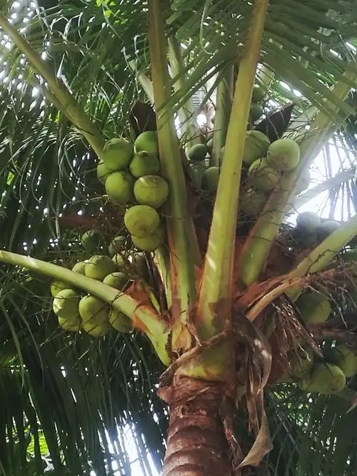 椰子:一种一年四季都在生长和成熟水果(湖岸北侧)