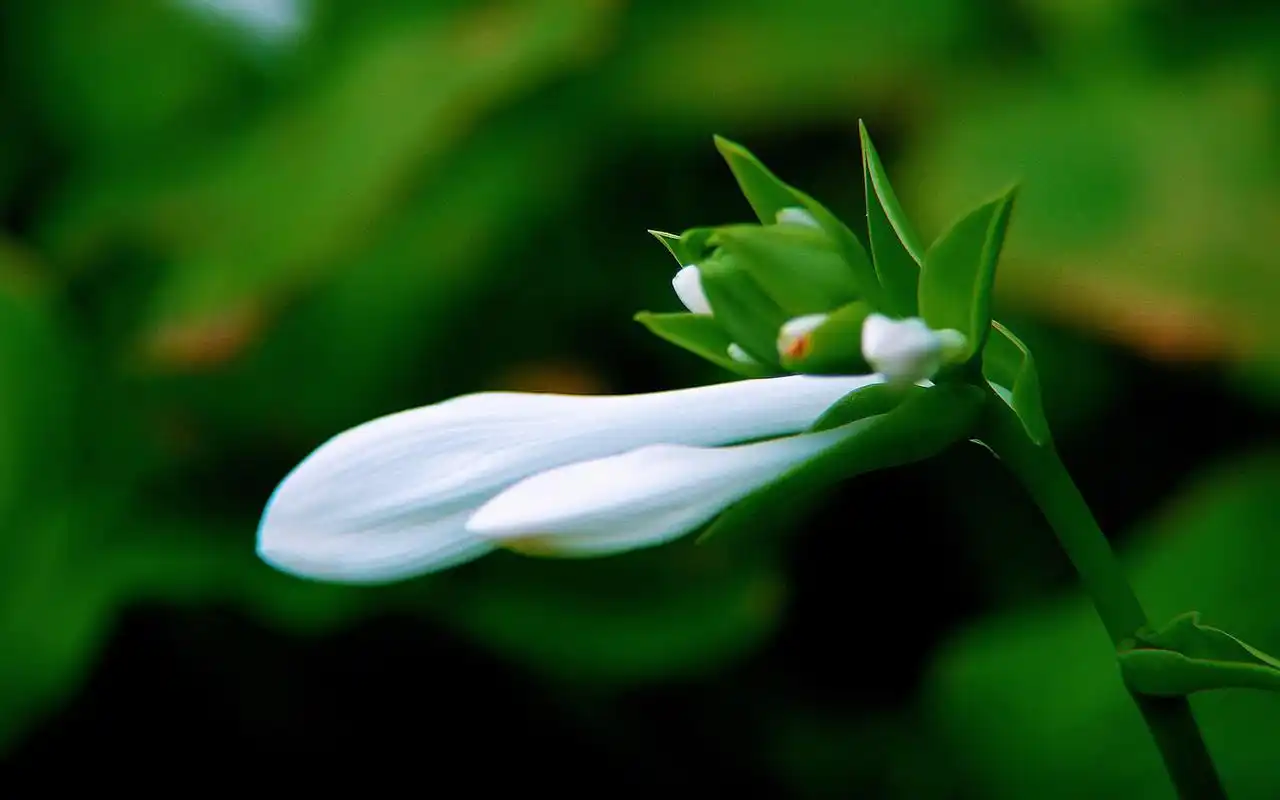 绿色养眼植物嫩芽高清桌面壁纸