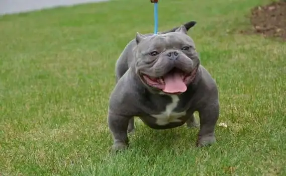 盘点六大绝不咬人的狗 - 紫河马网