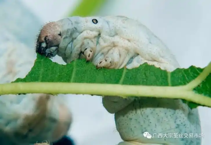 中农茧丝预祝"蚕宝宝"六一儿童节快乐!(摄影大赏)