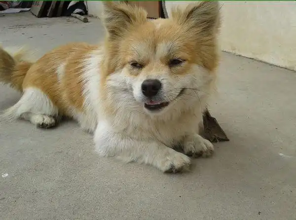 请问这是什么品种的哈巴狗啊,能卖多少钱?