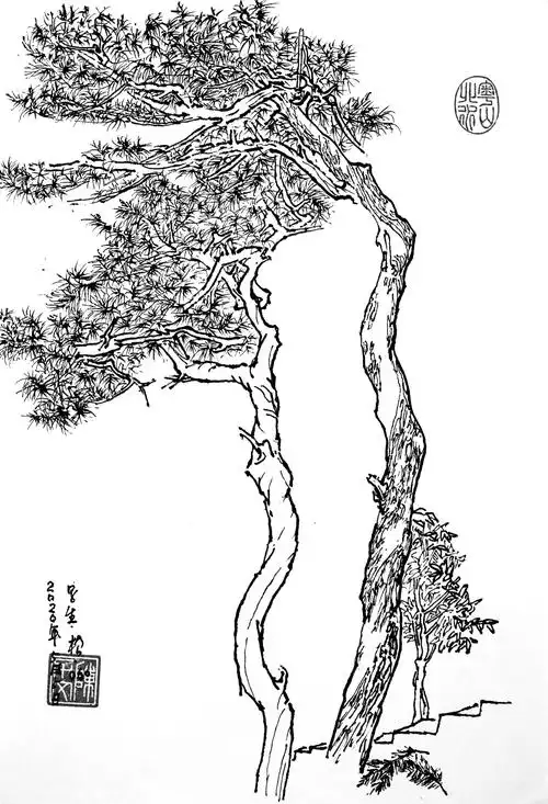 新书《钢笔白描写生岭南松树一百图谱》