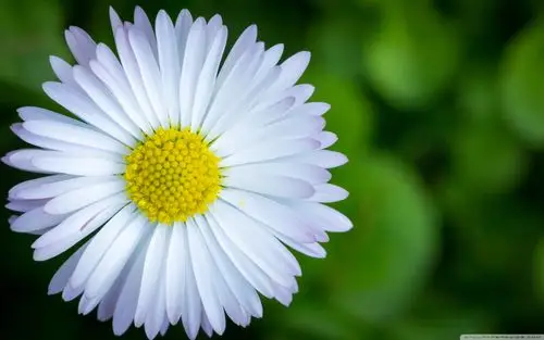 android安卓花卉 唯美 清新高清手机壁纸免费下载,安心市场-用安卓,要