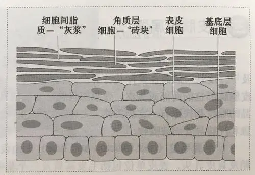 皮肤屏障砖墙结构