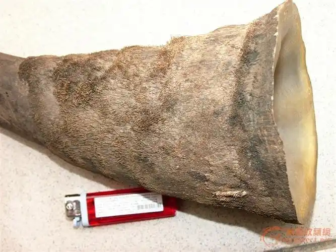 犀牛角值多少钱想卖