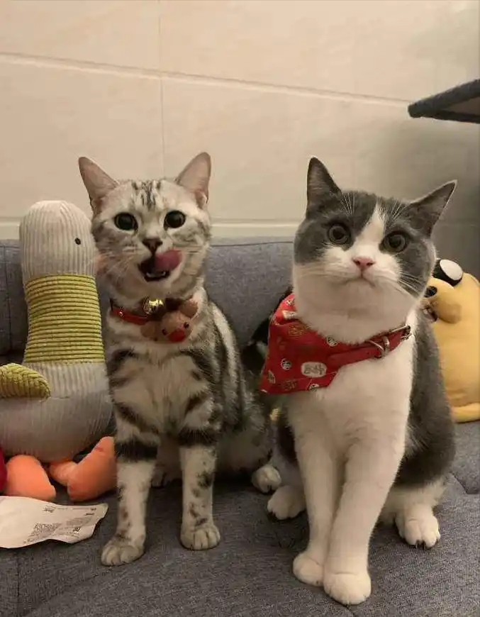 纯黑英短多少钱一只养英短猫比美短猫好