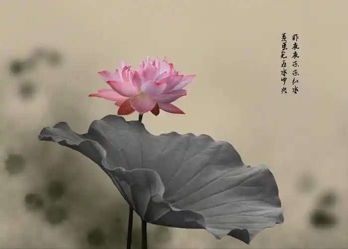 我是阿妈佛心上的一朵莲