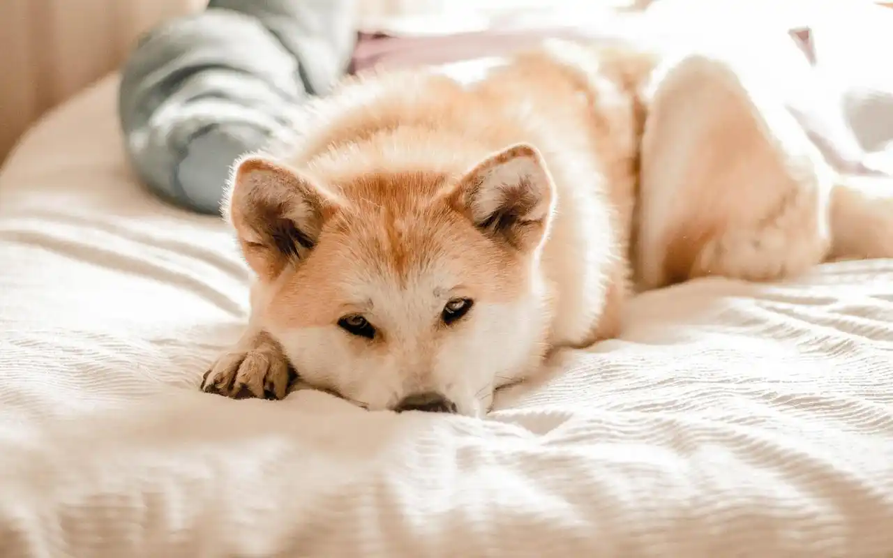 呆萌可爱狗狗图片高清电脑壁纸