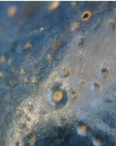 宋代钧窑瓷器气泡