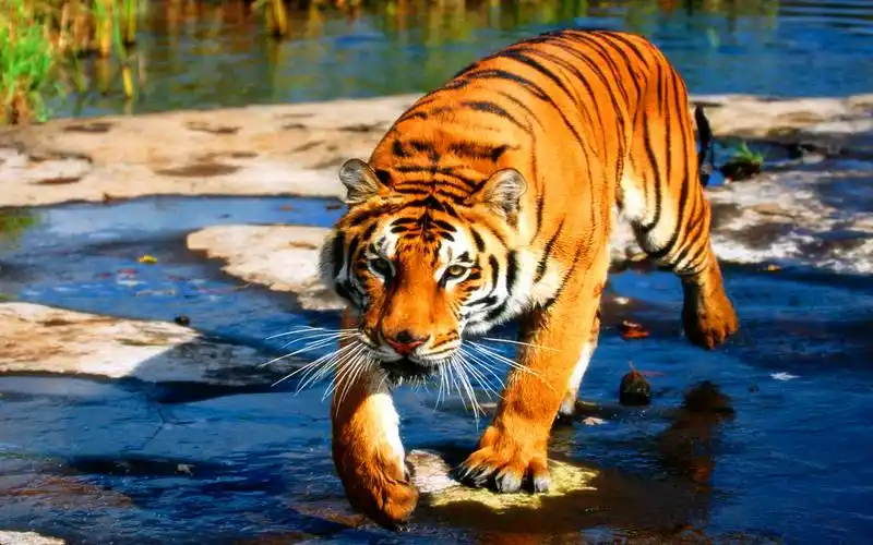 威猛老虎神气壁纸_王者之风悠然而生