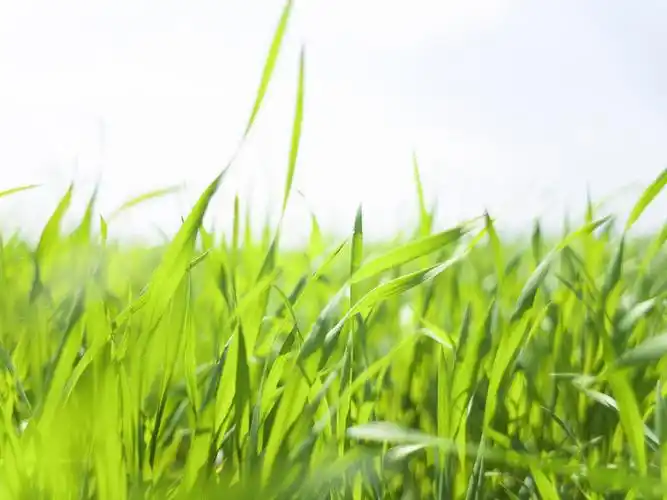 绿色草地(二) #6 - 1600x1200