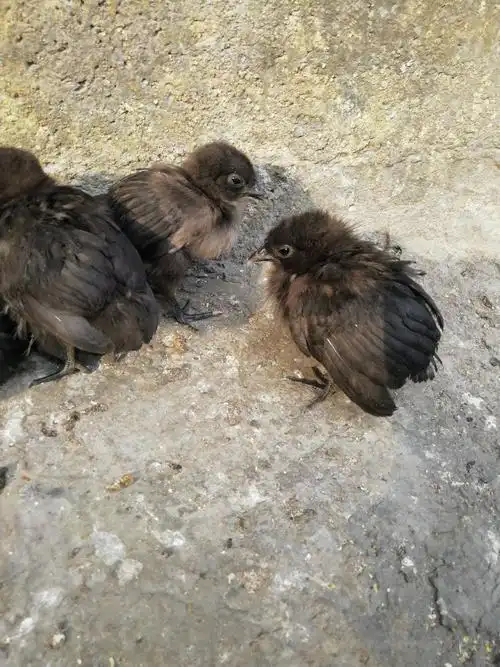 老师你好请问下小鸡羽毛蓬乱是怎么回事呀