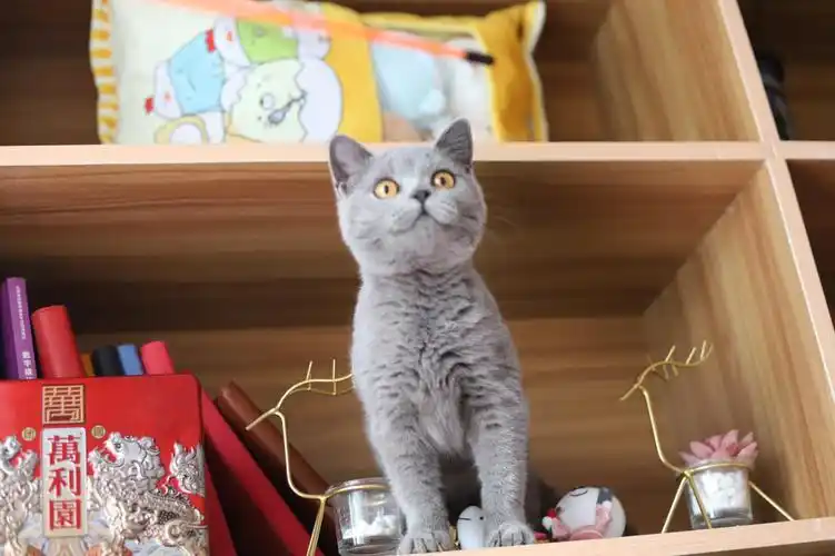 英短蓝猫