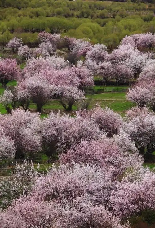 推荐| 3月,最美桃林即将上线!