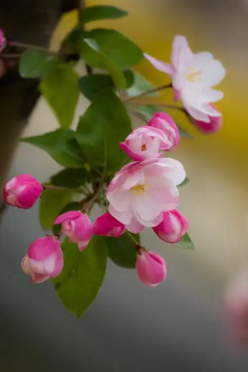 海棠花溪海棠花