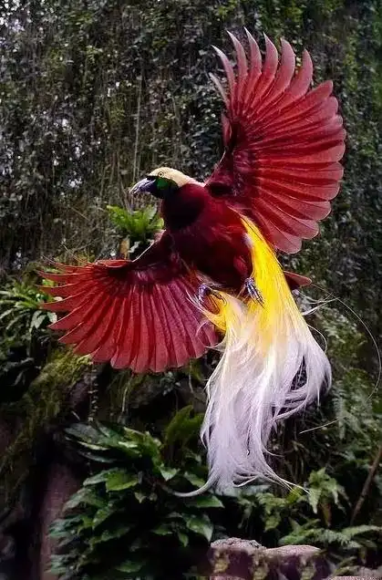 转载美丽的天堂鸟动物植物花你一定没见过