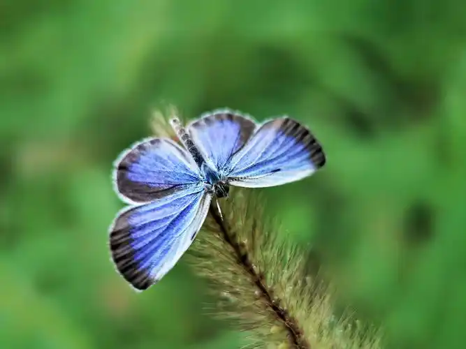 真实的蝴蝶结(手机)