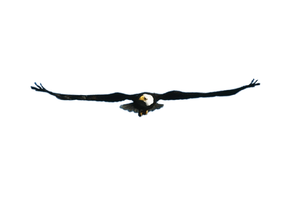 六月幽雪采集到空间动态素材 动态背景素材