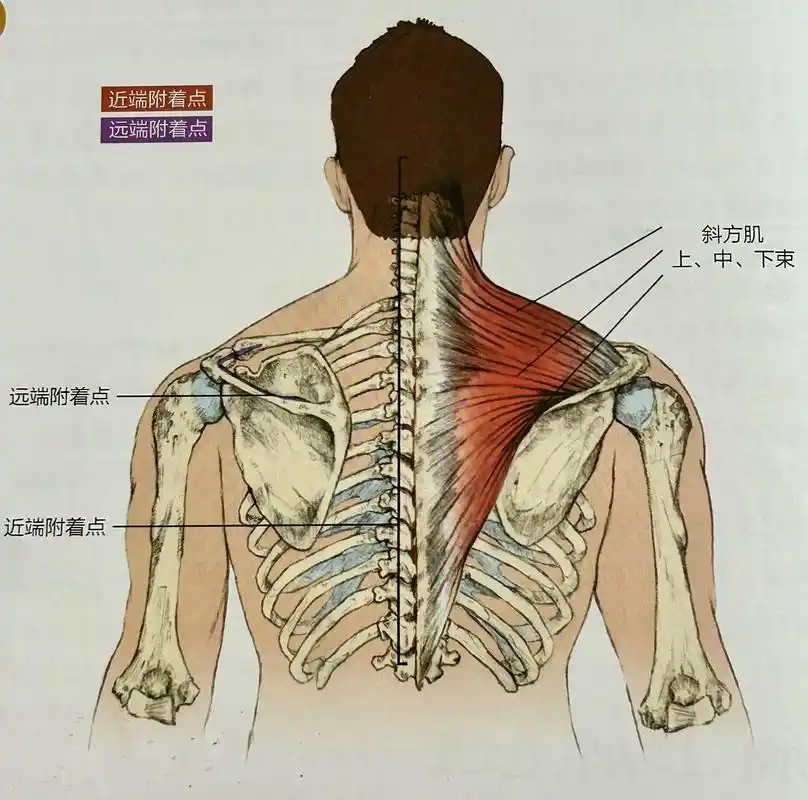 认识了解斜方肌 斜方肌 斜方肌对于轴向骨运动和肩胛骨运动都很重要