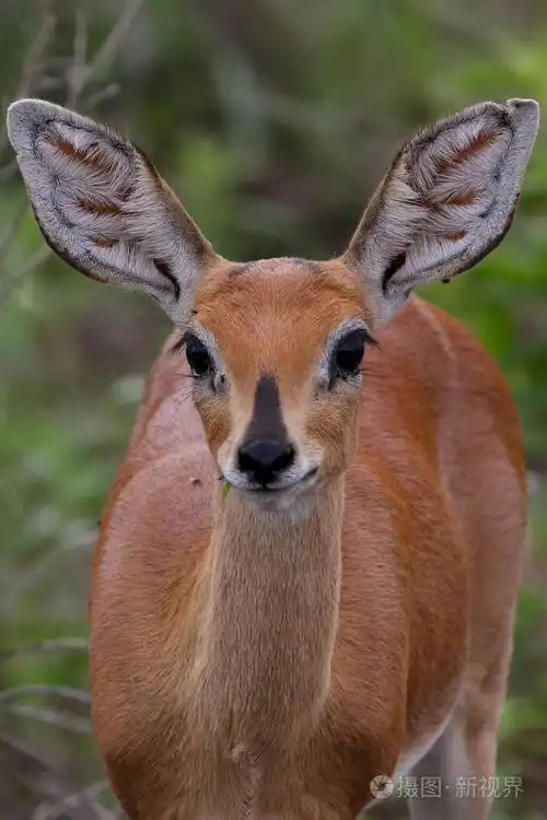 在克鲁格国家公园寻找食物的小羚羊
