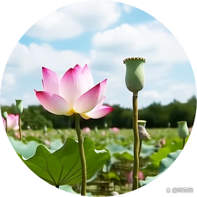 美哭了夏日最美荷花季红日拓展基地赏荷摘莲蓬好去处组图