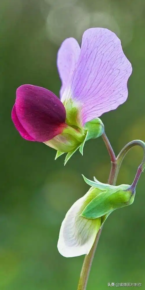 绿色护眼风景壁纸,电脑壁纸绿色护眼风景,绿色护眼风景全屏壁纸图片