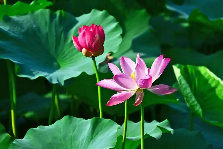 参观圆明园遗址,观看圆明园荷花