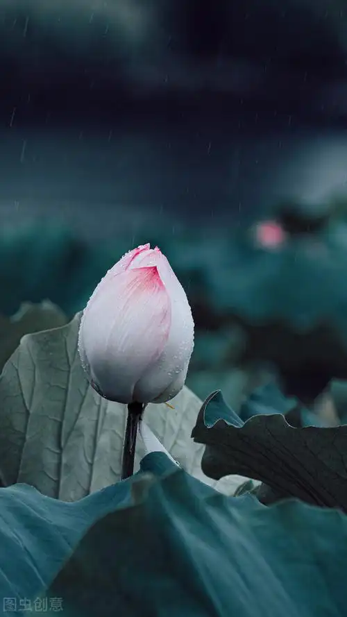 禅意静心唯美意境,古风仙仙荷韵写意之美