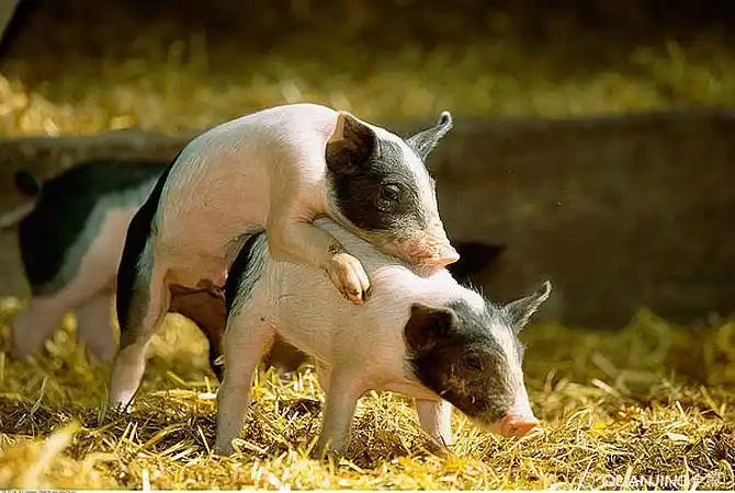 猪的图片_图片大全