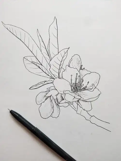 彩铅线描花卉娇媚桃花醉春风