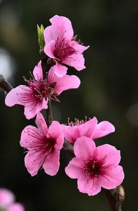 粉红桃花粉红桃花枝丛摄影图一枝三朵粉红桃花桃花盛开粉色桃花林蓝天