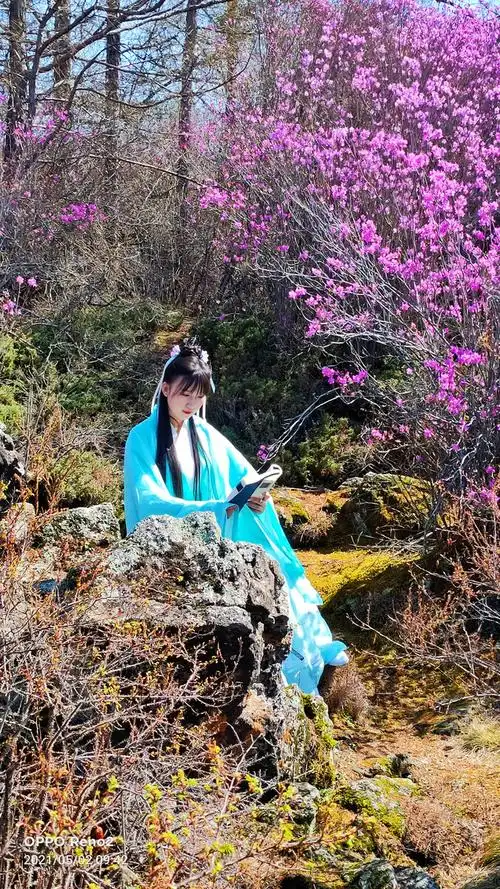 兴安杜鹃花美景醉游人