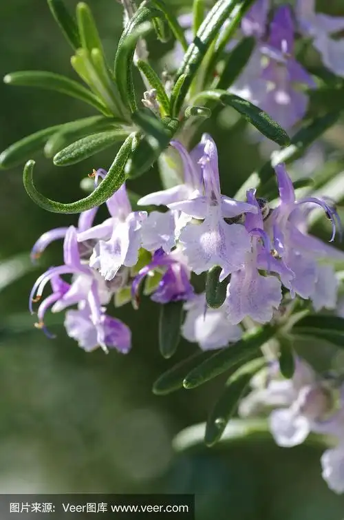 迷迭香的花