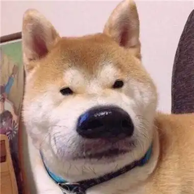 呆呆的又很可爱的狗狗头像