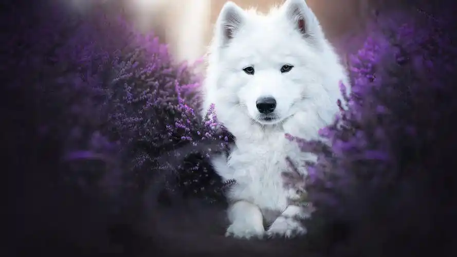 软萌可爱狗狗壁纸_治愈系萨摩耶