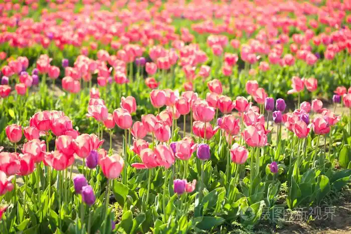 阳光明媚的春天, 田野上盛开着郁金香的风景