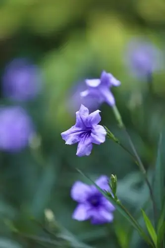 身边的风景·蓝花草 - 美篇