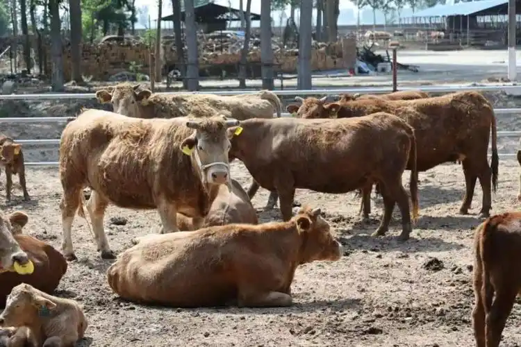 牛牛添"新丁",冀南牛抢救性收集保护取得新进展!_腾讯新闻