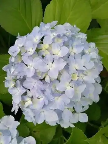 绣球花 1,粉色:粉色绣球花的花语是浪漫甜蜜,寓意人 - 抖音