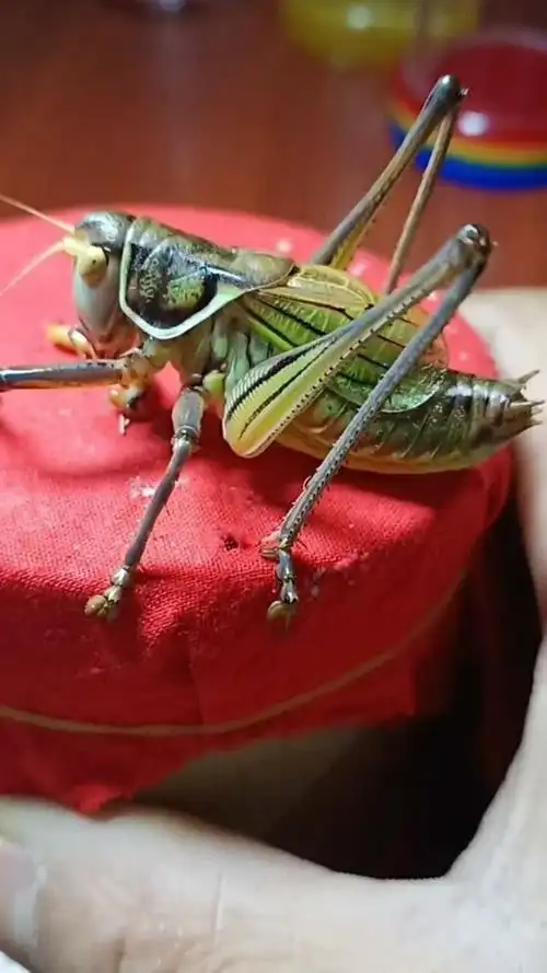 这个蝈蝈和别的蝈蝈长的都不一样了,这个花纹太好看了