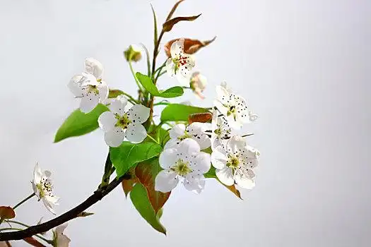 美丽的梨花图片_美丽的梨花图片大全_美丽的梨花图片素材