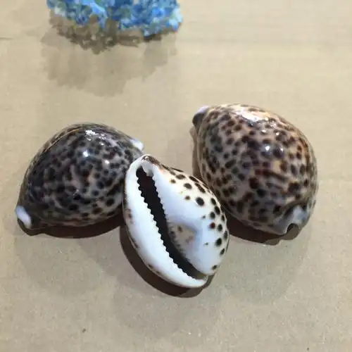 虎斑贝 鱼缸家居 酒店装饰 天然贝壳 海螺 海星批发