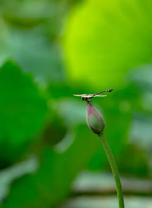 蜻蜓立在荷花上,受用香风不肯飞.