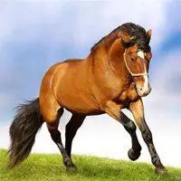 草原上悠闲的骏马头像图片点击鼠标右键下载