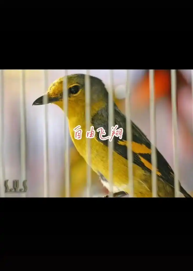 笼中鸟向往自由,渴望飞出囚笼,熟不知笼外风吹日晒,危险重重, - 抖音