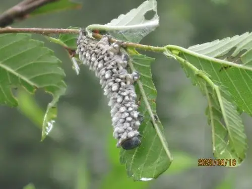 凤蛾 榆凤蛾幼虫9036