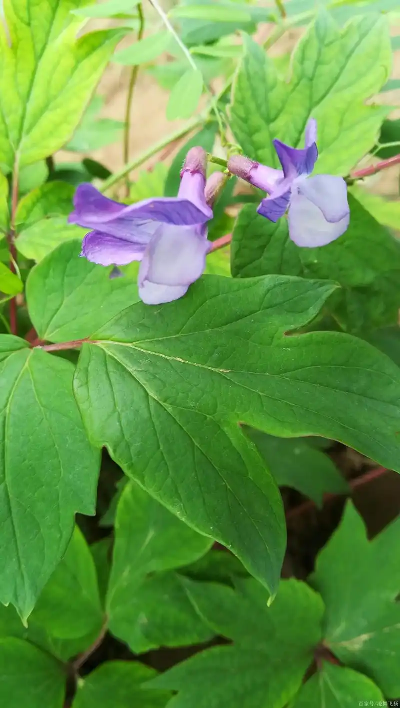 田间小花:大花野豌豆!好美,小伙伴们见过吗?